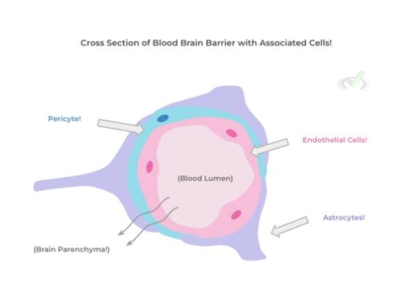 Cross Section Of Blood Brain Barrier With Associated Cells