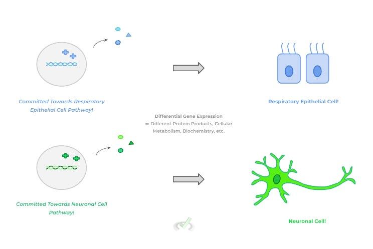 Differential Gene Expression