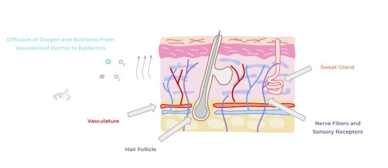 Diffusion Of Oxygen And Nutrients