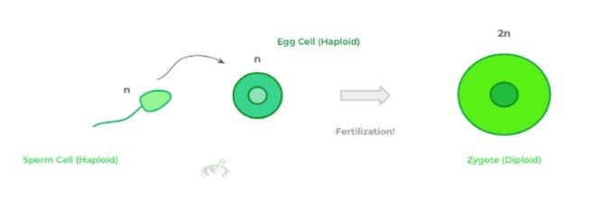 Egg Cell Haploid