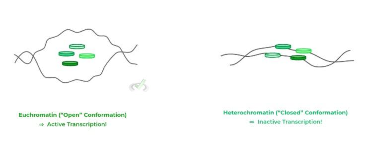 Euchromatin V.s. Heterochromatin