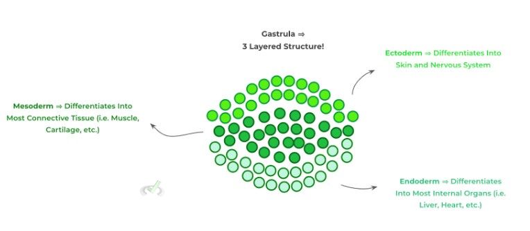 Gastrulation