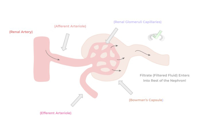 Glomerulus