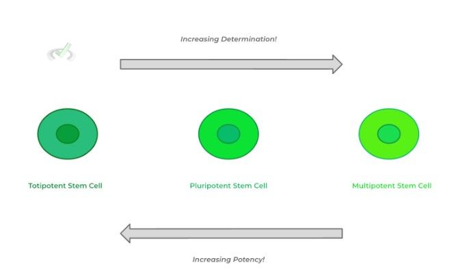 Increasing Detemination - Potency