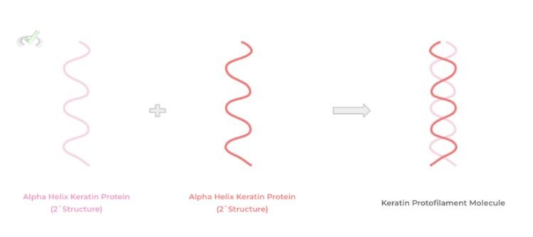 Keratin Secondary (2˚) Structure In Hair