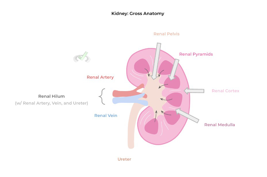 Kidney Gross Anatomy