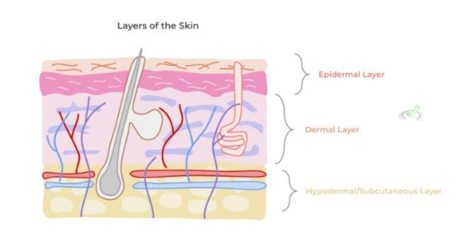 Layers Of The Skin