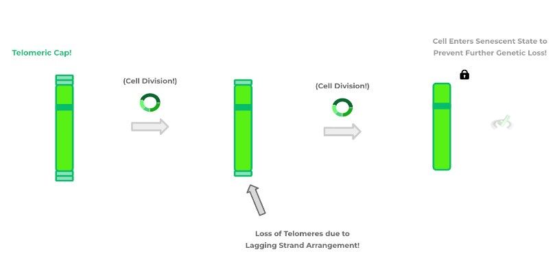 Loss Of Telomeres Due To Lagging Strand Arrangement