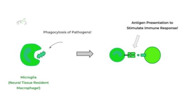 Microglia