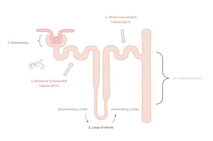 Nephron Structure