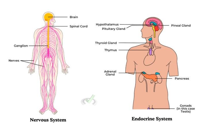 Nervous And Endocrine Systems