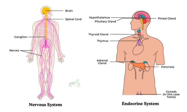 Nervous And Endocrine Systems