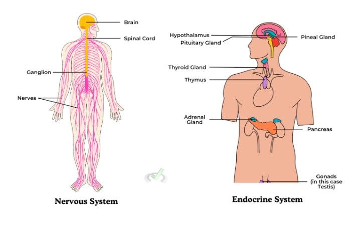 Nervous And Endocrine Systems