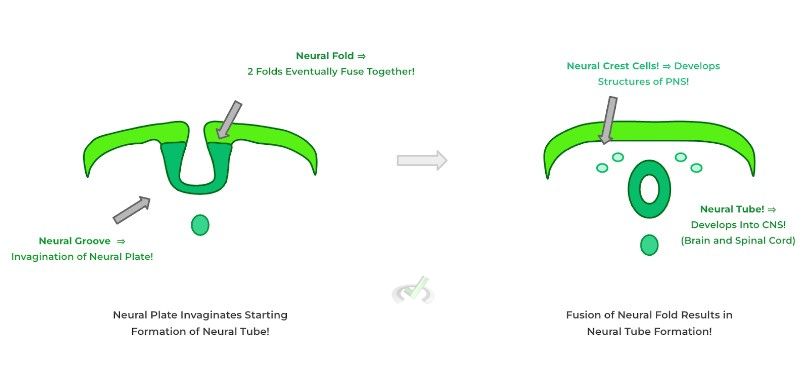 Neurulation - B