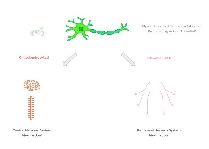 Oligodendrocytes And Schwann Cells