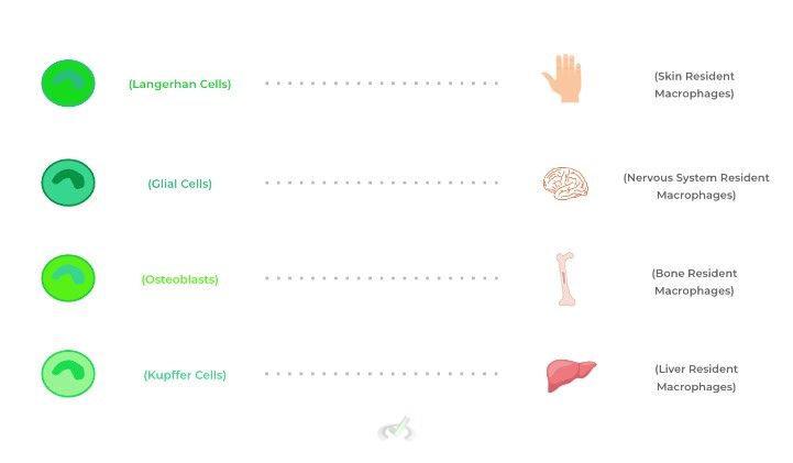 Other Examples Of Resident Tissue Macrophages