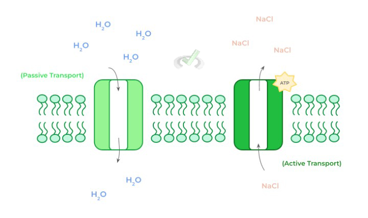 Passive V.s. Active Transport