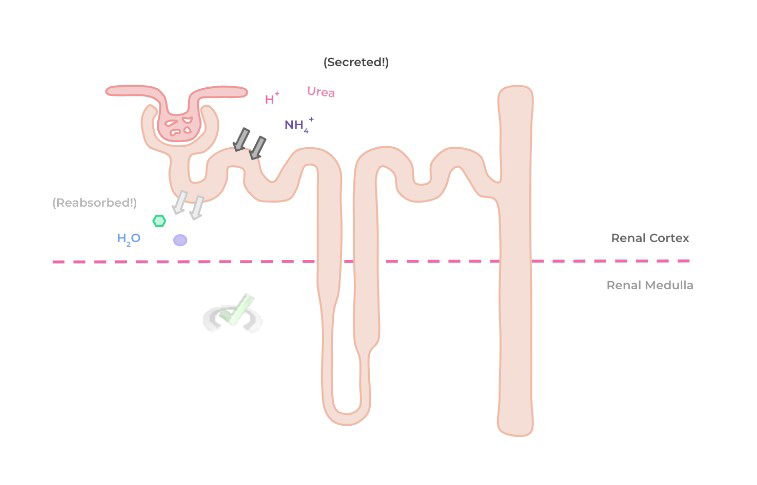 Proximal Convoluted Tubule