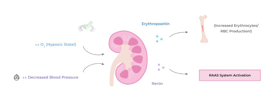 Release Of Endocrine Hormones