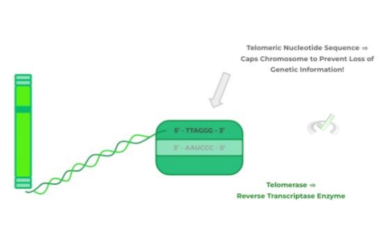 Review Of Telomere Structure