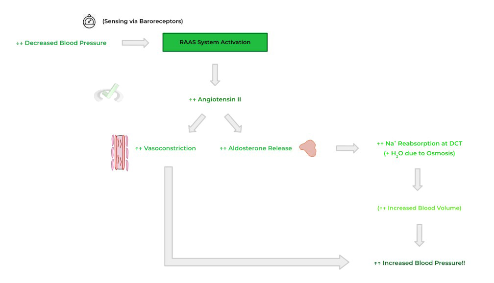 Review Of The Renin-Angiotensin-Aldosterone System