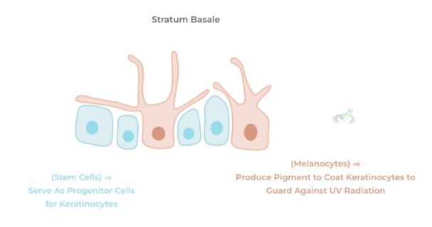 Stratum Basale