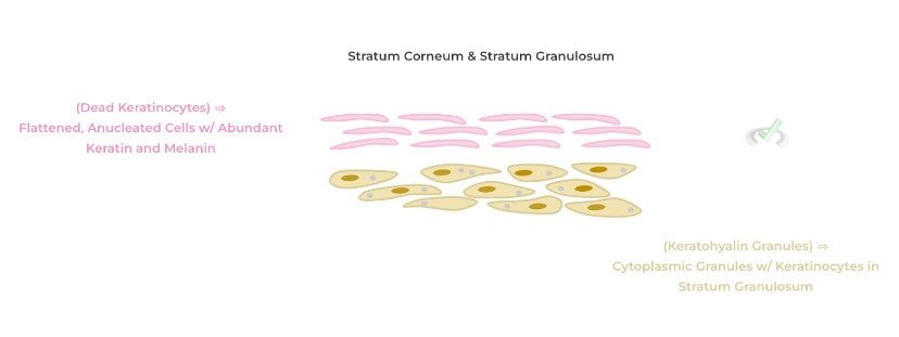 Stratum Corneum - Stratum Granulosm