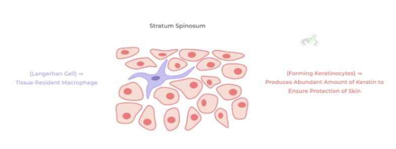 Stratum Spinosum