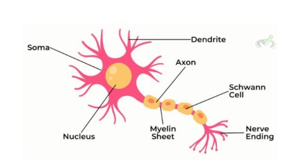 Structure Of Neurons