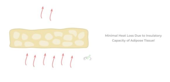 Subcutaneous Layer