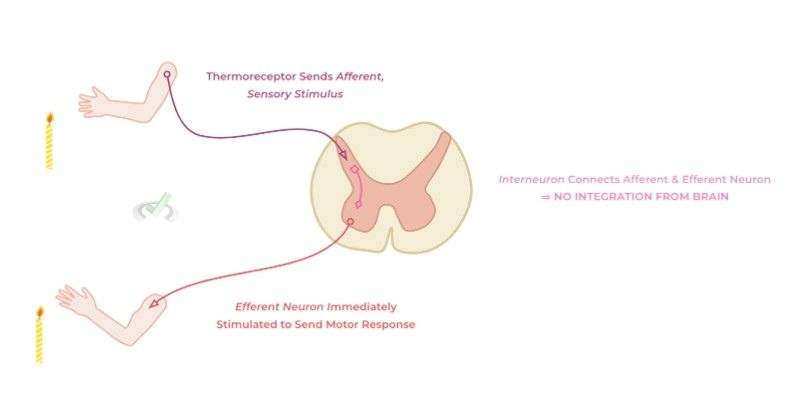 Thermoreceptor Activation For Reflex Arc