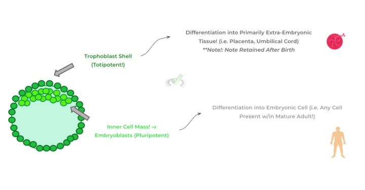 Totipotent V.s. Pluripotent V.s. Multipotent