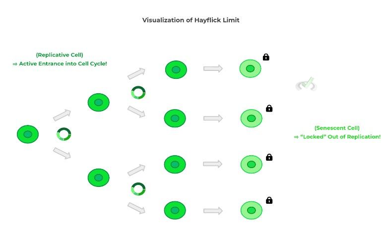 Visualization Of Hayflick Limit