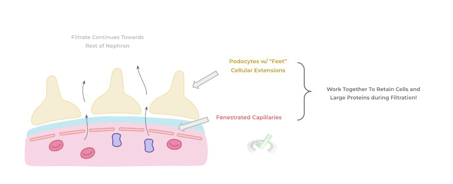 Capillaries