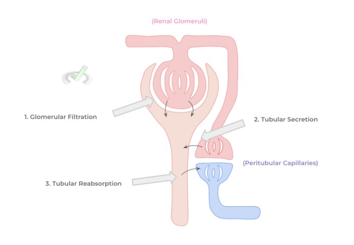 Peritubular Capillaries