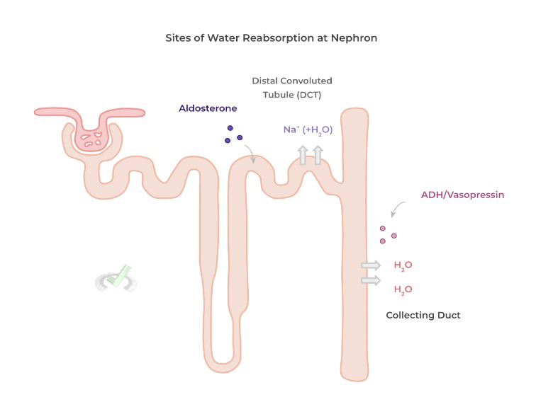 Reabsorption Of Water