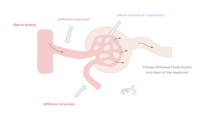 Renal Glomeruli