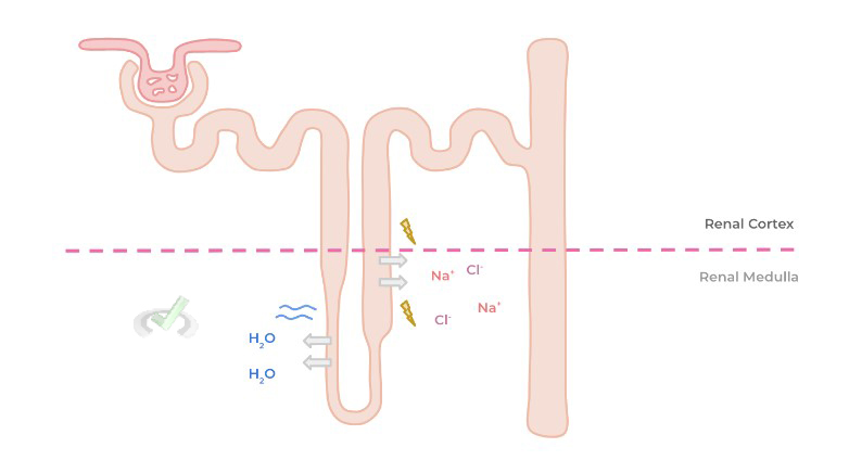 Renal Medulla