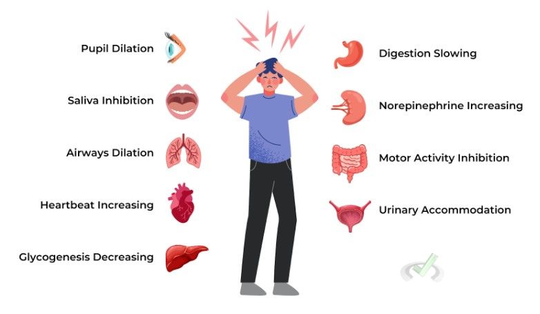 Activation Of The Sympathetic Nervous System (Sns)