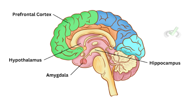 Brain Structures Involved In Emotion