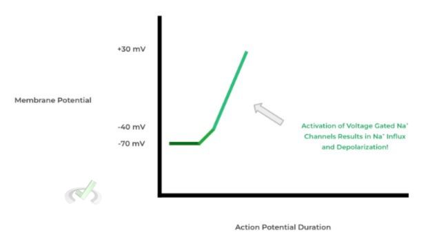 Depolarization - A