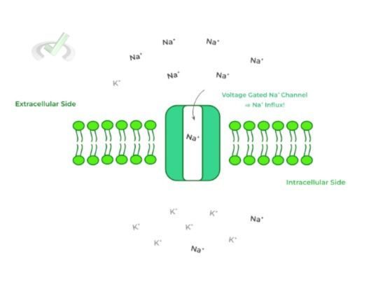 Depolarization - B