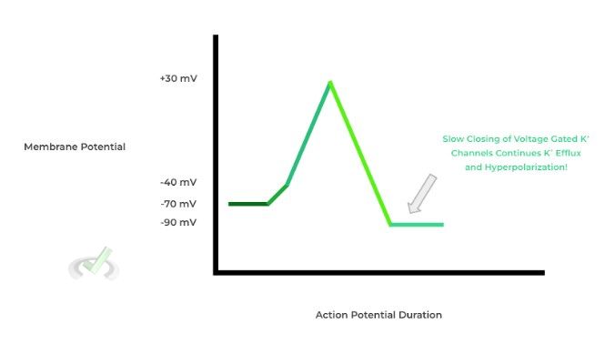 Hyperpolarization - A