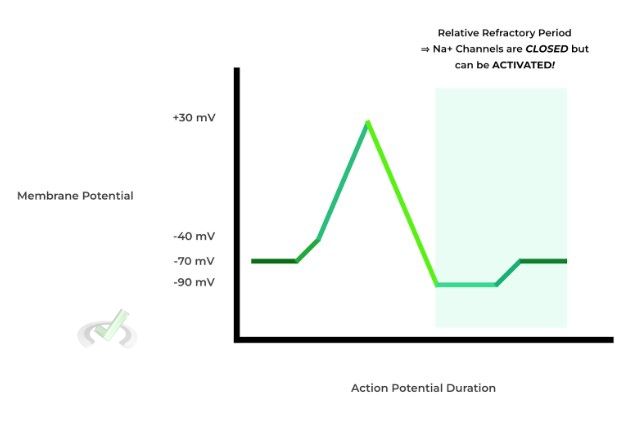 Hyperpolarization - C