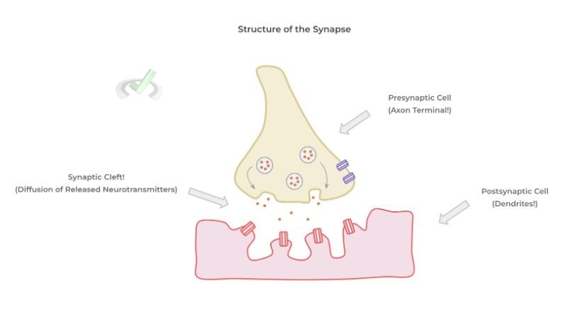 Macroscale Propagation Of The Action Potential - A