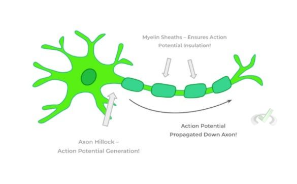 Macroscale Propagation Of The Action Potential - B