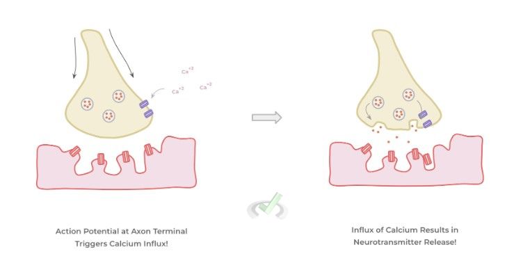 Macroscale Propagation Of The Action Potential - C