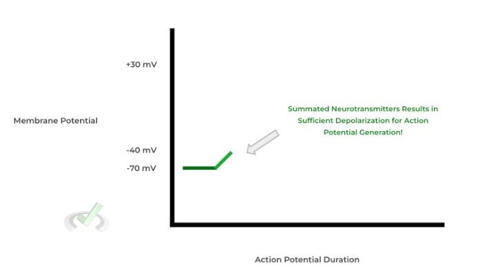 Neurotransmitter Summation And Stimulus