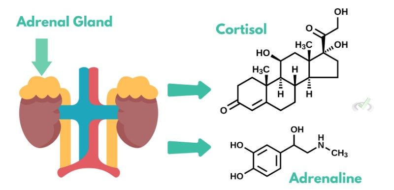 Release Of Stress Hormones