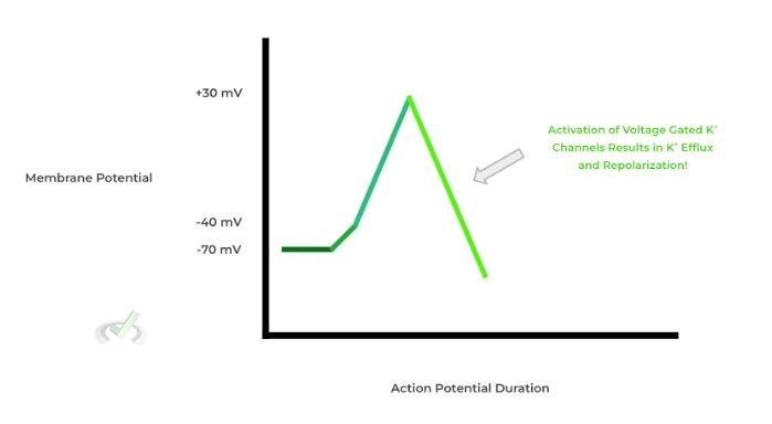 Repolarization -A